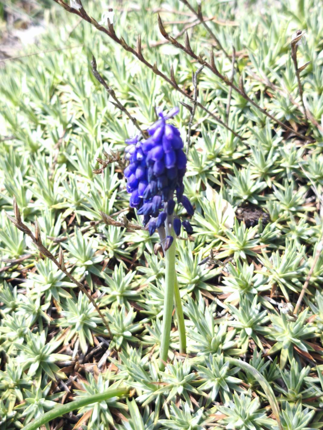 Konya’nın ünlü yaylasında baharın renkli yüzü çıktı 29